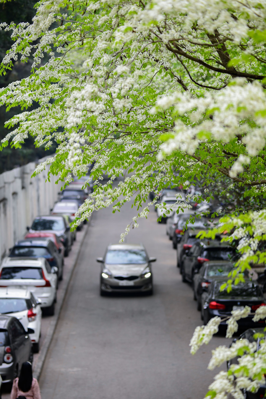 Hoa sưa trắng muốt giữa không gian cây cối đa sắc khiến vẻ đẹp của phố phường thêm sinh động.
