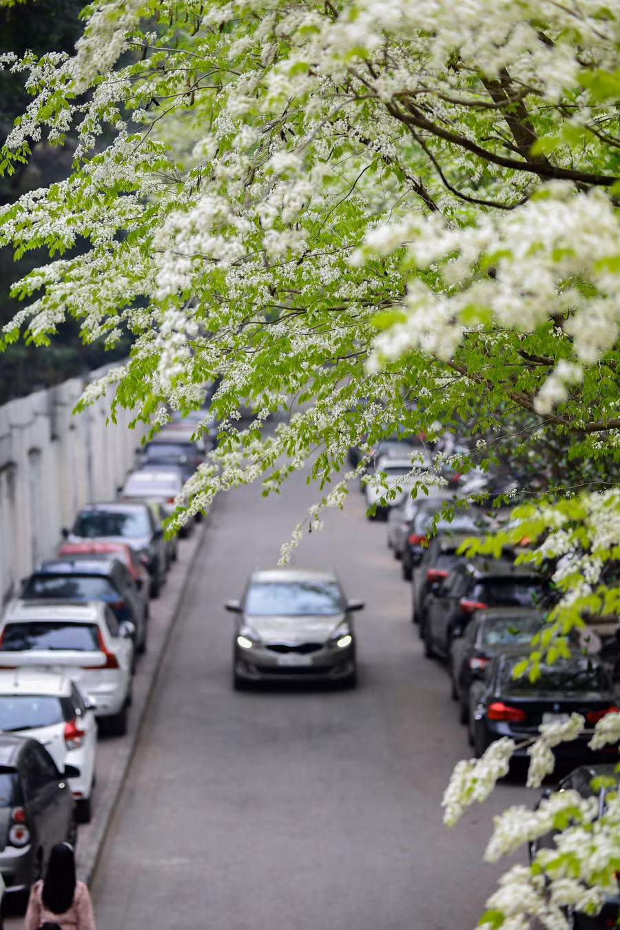 Hoa sưa trắng muốt giữa không gian cây cối đa sắc khiến vẻ đẹp của phố phường thêm sinh động.