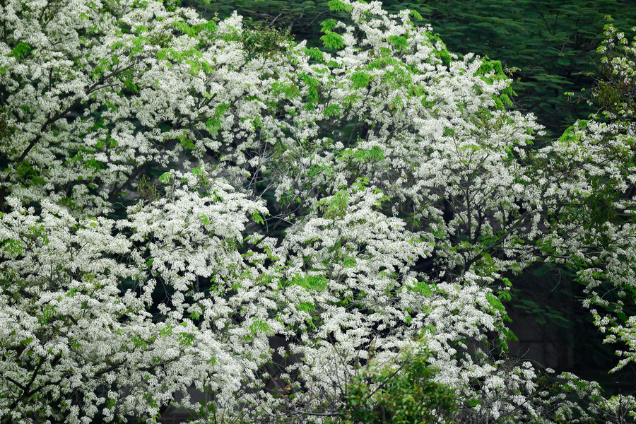 Mỗi khi có cơn gió nhẹ thổi qua, những bông hoa sưa mỏng manh lại xao động rơi lả tả xuống con phố tạo cảm giác mơ màng giữa thời tiết se lạnh ở Hà Nội.