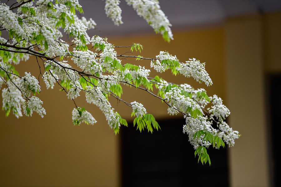 Mỗi khi có cơn gió nhẹ thổi qua, những bông hoa sưa mỏng manh lại xao động rơi lả tả xuống con phố tạo cảm giác mơ màng giữa thời tiết se lạnh ở Hà Nội.