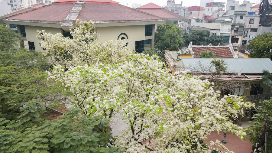 Ở Hà Nội, cây sưa có nhiều nhất trên các phố Phan Đình Phùng, Hoàng Hoa Thám, Phan Chu Trinh, Giảng Võ hay đường Thanh Niên....