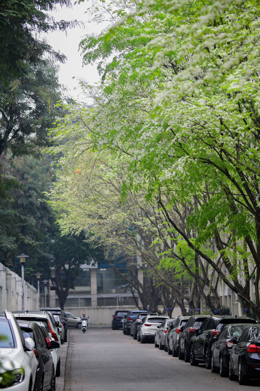 Sắc trắng hoa sưa tại Khu Ngoại giao đoàn Trung Tự.