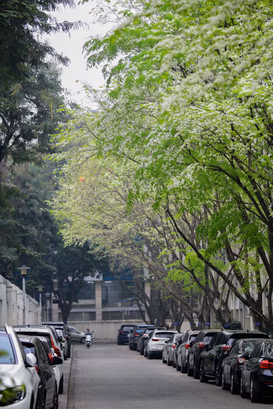 Sắc trắng hoa sưa tại Khu Ngoại giao đoàn Trung Tự.