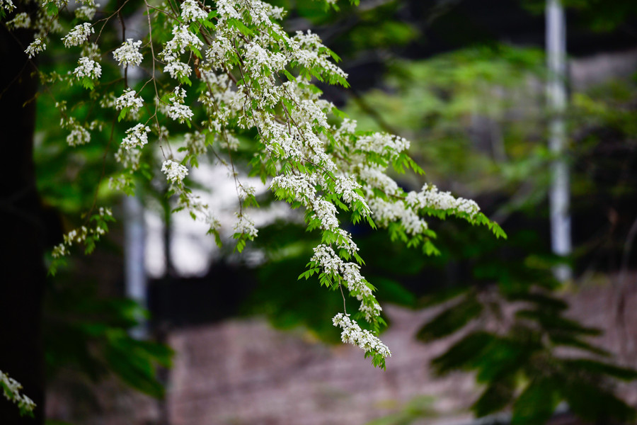 Những bông hoa nhỏ xíu mỏng manh chớm hé rồi dần dần bung nở thành từng chùm trắng muốt.