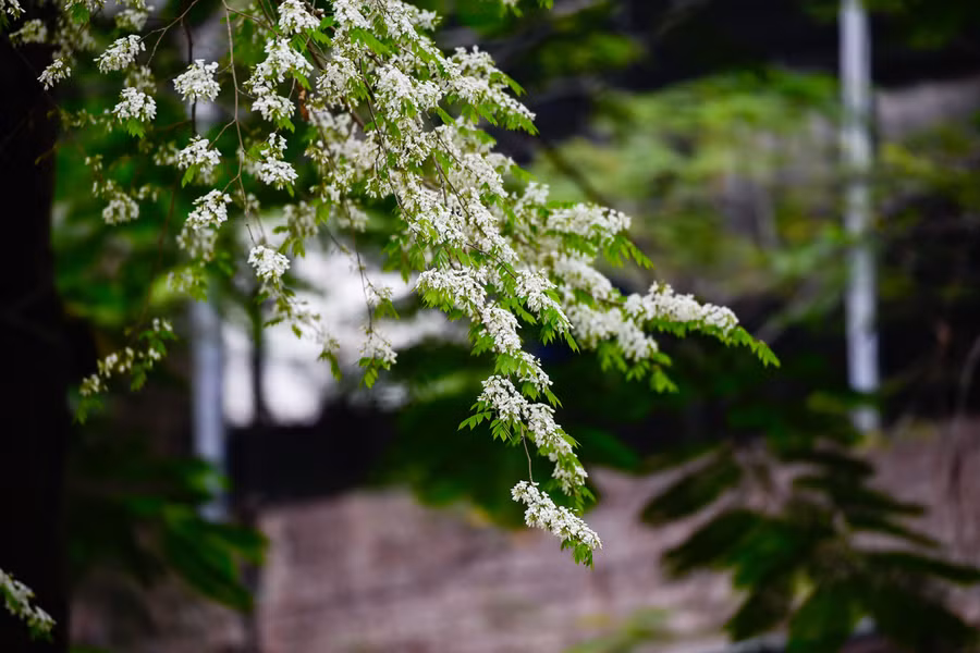 Những bông hoa nhỏ xíu mỏng manh chớm hé rồi dần dần bung nở thành từng chùm trắng muốt.