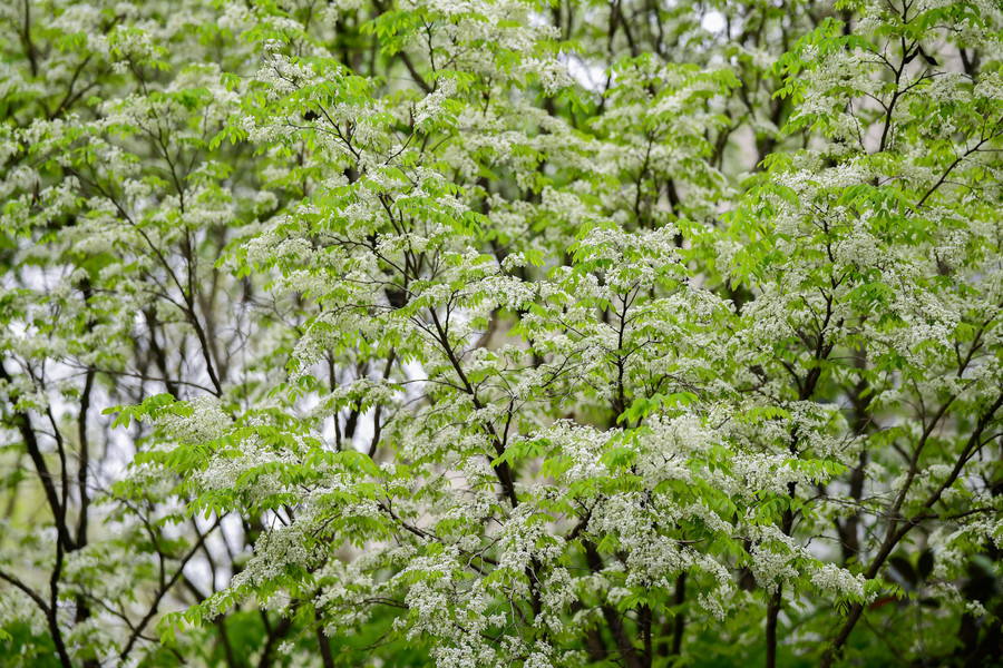 Mỗi khi có cơn gió nhẹ thổi qua, những bông hoa sưa mỏng manh lại xao động rơi lả tả xuống con phố tạo cảm giác mơ màng giữa thời tiết se lạnh ở Hà Nội.