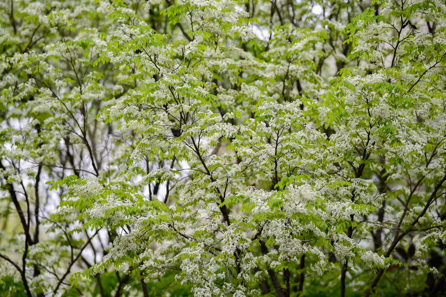 Mỗi khi có cơn gió nhẹ thổi qua, những bông hoa sưa mỏng manh lại xao động rơi lả tả xuống con phố tạo cảm giác mơ màng giữa thời tiết se lạnh ở Hà Nội.