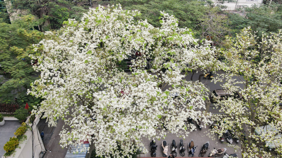 Hoa sưa thoáng nở chóng tàn, nhưng mang lại sắc rất riêng cho Hà Nội.