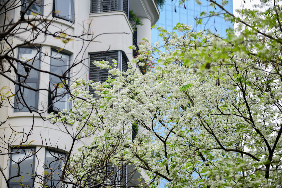 Hoa sưa từ lâu đã luôn chiếm được trọn vẹn cảm tình của người dân Hà Nội.