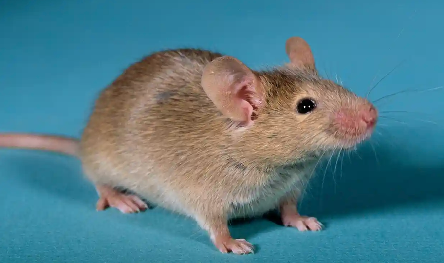 Bước tiến mới đánh dấu lần đầu tiên trứng sống được nuôi cấy từ tế bào đực. Bước tiến mới đánh dấu lần đầu tiên trứng sống được nuôi cấy từ tế bào đực.