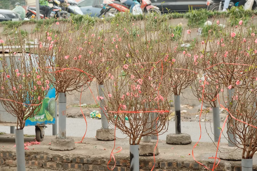 Tại chợ hoa Quảng Bá (quận Tây Hồ, Hà Nội), từng hàng hoa đào xếp hàng dài dưới chân đê đỏ rực, khoe sắc trước cái lạnh buổi sớm những ngày tháng Chạp.