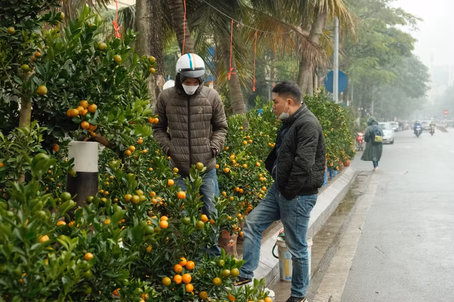 Chỉ có lác đác một vài khách ghé qua các hàng quất Tết để xem, mua.