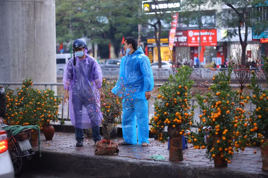 Mặc dù giá đào, quất đã giảm nhiều, nhưng do thời tiết mưa nên lượng khách đến mua cũng rất ít.