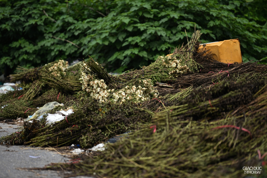 Nhiều ruộng hoa cắt đi chỉ có thể mang vứt đi tại bãi rác.