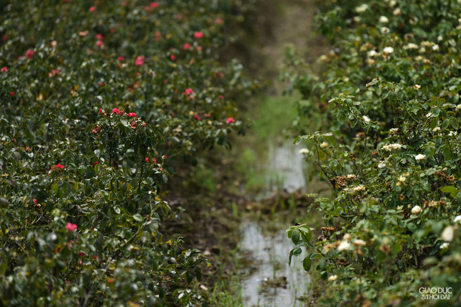 Làng hoa Tây Tựu ruộng bỏ hoang, hoa bị vứt bỏ đầy đồng vì Covid-19 ảnh 5