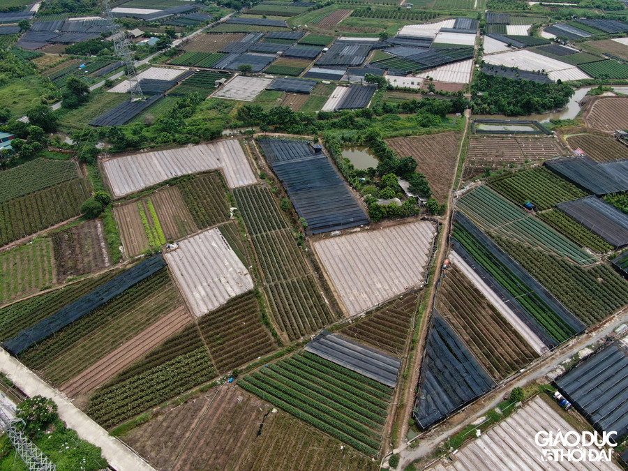 Tại làng hoa Tây Tựu không khó để bắt gặp những ruộng hoa bị bỏ hoang.