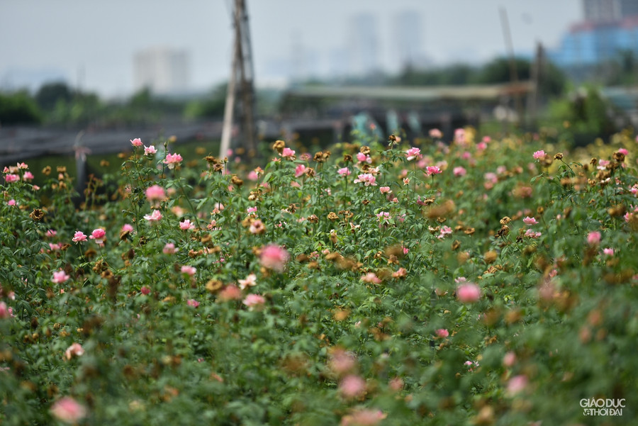 Làng hoa Tây Tựu ruộng bỏ hoang, hoa bị vứt bỏ đầy đồng vì Covid-19 ảnh 8