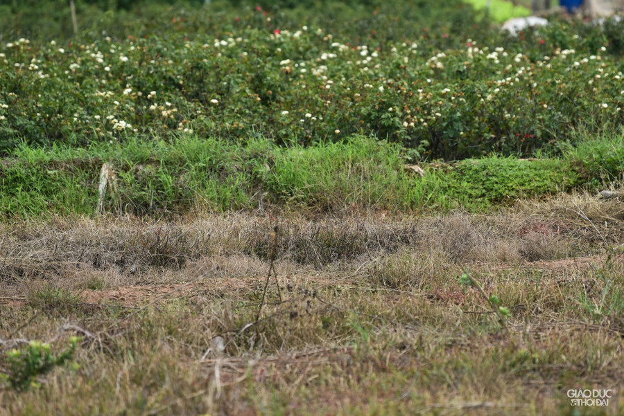 Làng hoa Tây Tựu ruộng bỏ hoang, hoa bị vứt bỏ đầy đồng vì Covid-19 ảnh 10