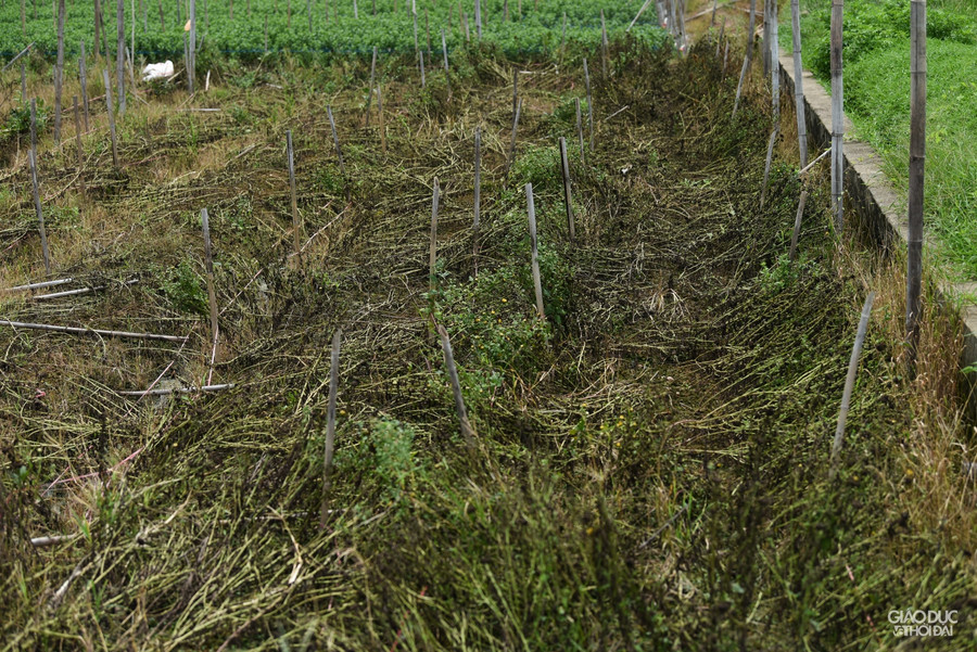 Thương lái thu mua hủy đơn hàng, nhu cầu thị trường giảm, nhiều chủ vườn tại làng hoa Tây Tựu phải cắt hoa, bỏ ngay tại vườn vì không thể đem bán.