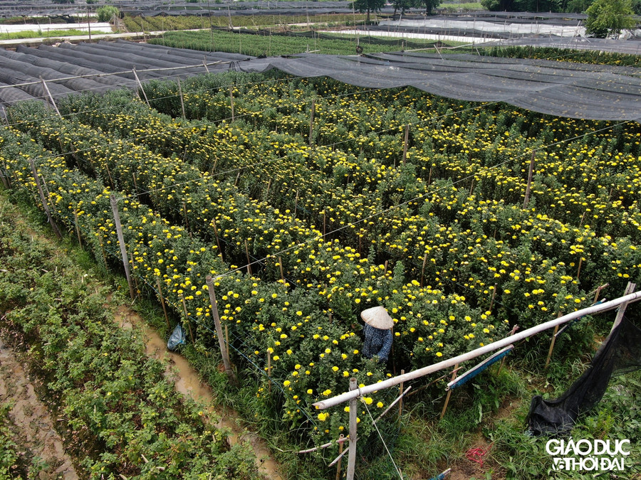 Làng hoa Tây Tựu ruộng bỏ hoang, hoa bị vứt bỏ đầy đồng vì Covid-19 ảnh 3