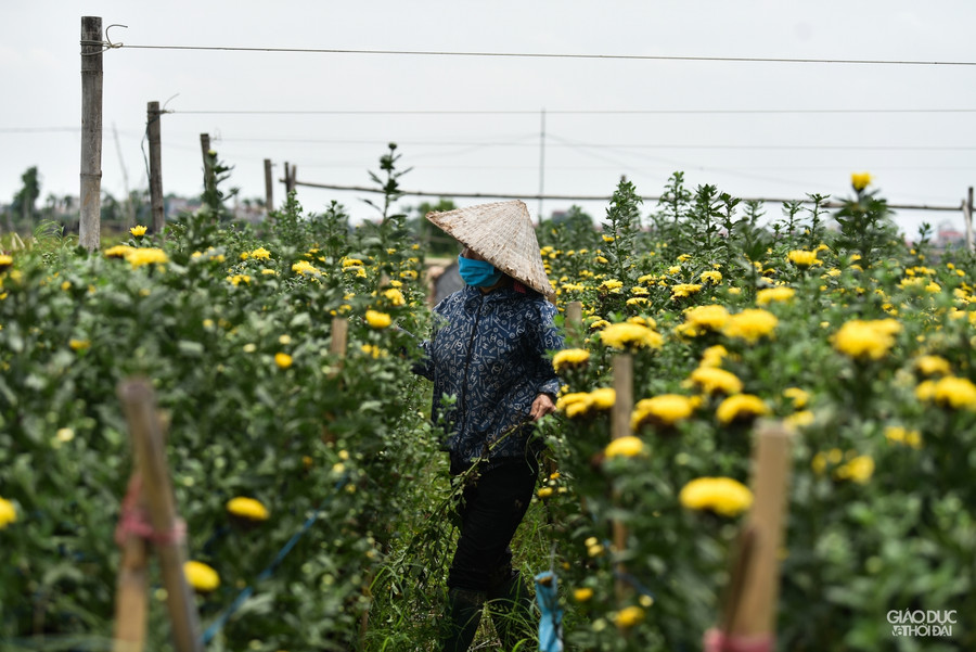 Hoa nở bung hết rồi cũng không bán được cho ai, mà chi phí để chăm cũng lớn, nên giờ thỉnh thoảng ra ruộng thì gia đình tranh thủ bẻ hoa bỏ đi và dọn dẹp lại ruộng đồng, chuẩn bị cho vụ hoa tiếp theo, cô Xuân Dần cho biết thêm.