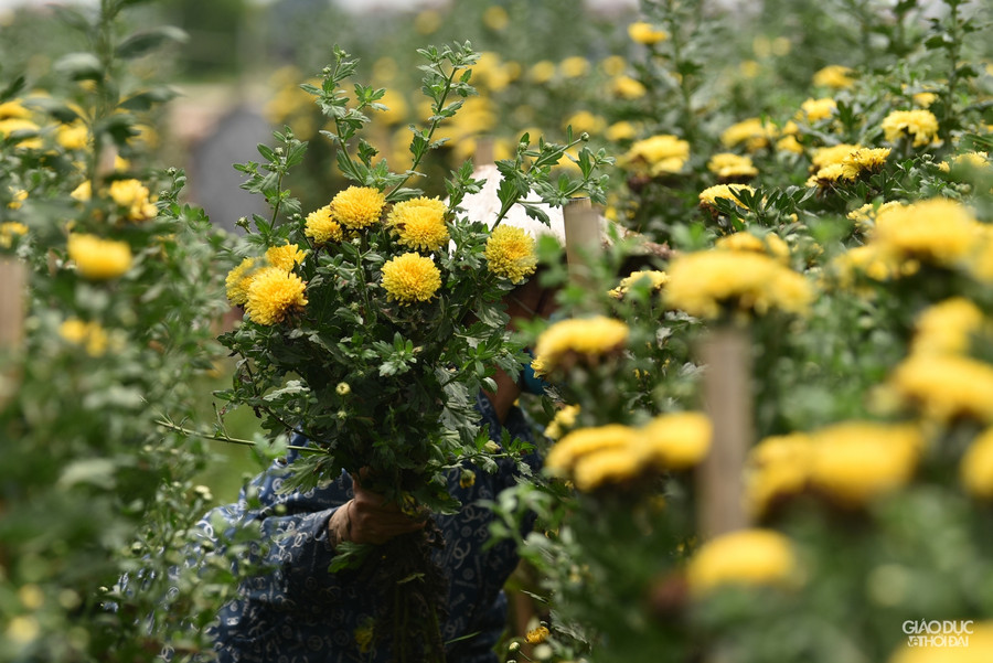 Làng hoa Tây Tựu ruộng bỏ hoang, hoa bị vứt bỏ đầy đồng vì Covid-19 ảnh 12