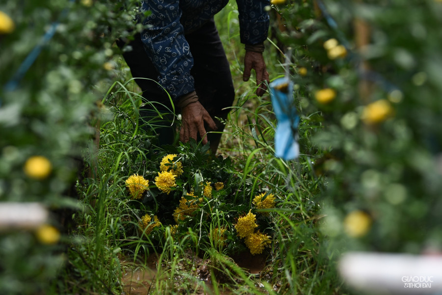 Làng hoa Tây Tựu ruộng bỏ hoang, hoa bị vứt bỏ đầy đồng vì Covid-19 ảnh 14