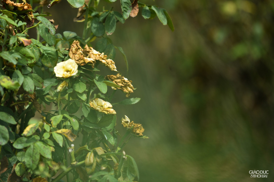 Làng hoa Tây Tựu ruộng bỏ hoang, hoa bị vứt bỏ đầy đồng vì Covid-19 ảnh 6