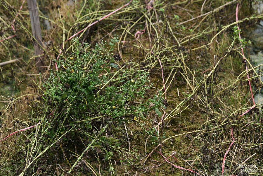 Do ảnh hưởng của dịch Covid-19, TP Hà Nội đang thực hiện cách ly xã hội, khiến người dân trồng hoa ở Tây Tựu không tiêu thụ được, nhiều người đã cắt hoa, dừng việc trồng hoa lại.