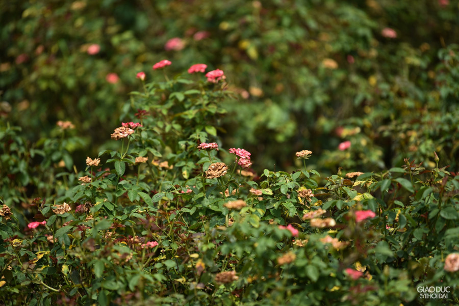 Làng hoa Tây Tựu ruộng bỏ hoang, hoa bị vứt bỏ đầy đồng vì Covid-19 ảnh 16