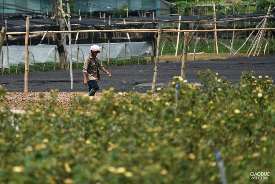 Để giảm thiểu chi phí, nhiều người dân tại Tây Tựu đã chuyển sang trồng rau.