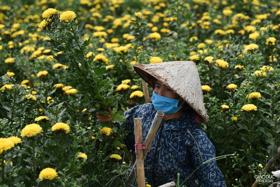 Cô Nguyễn Thị Xuân Dậu (thôn Thượng, Xã Tây Tựu) cho biết, gia đình cô có mấy ruộng hoa, đến vụ thu hoạch, nhưng bây giờ thì chỉ biết để hoang.
