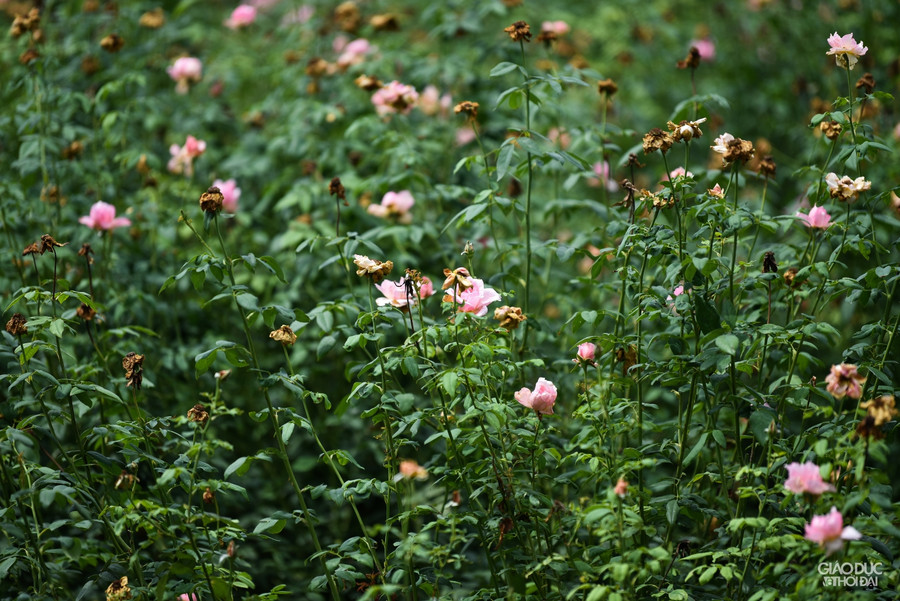 Những ruộng hoa hồng không người chăm sóc, hoa đã héo khô trên cây.