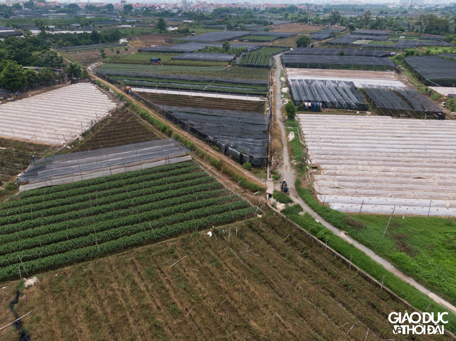 Do dịch bệnh, người dân không có đầu ra cho hoa, để giảm chi phí nên chỉ có thể để hoang ruộng, những ruộng mà có hoa thì cũng để cho hoa tàn.