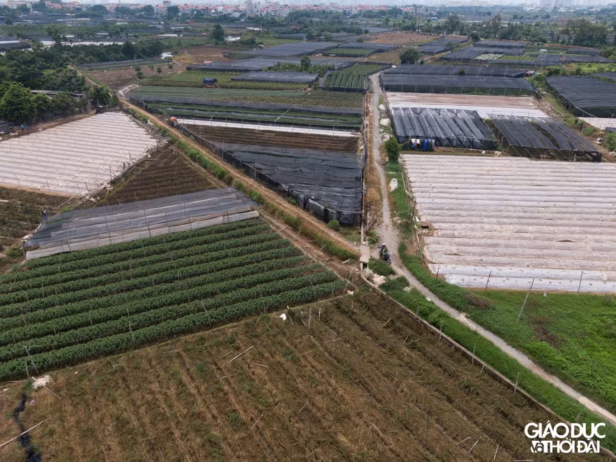 Do dịch bệnh, người dân không có đầu ra cho hoa, để giảm chi phí nên chỉ có thể để hoang ruộng, những ruộng mà có hoa thì cũng để cho hoa tàn.