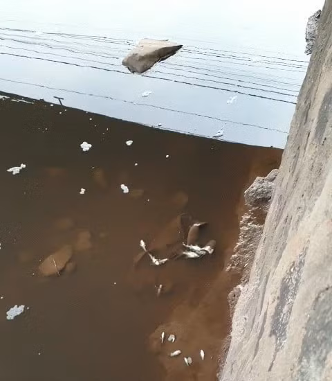 Cá chết ngay dưới cống xả thải của trại nuôi heo Bazan,