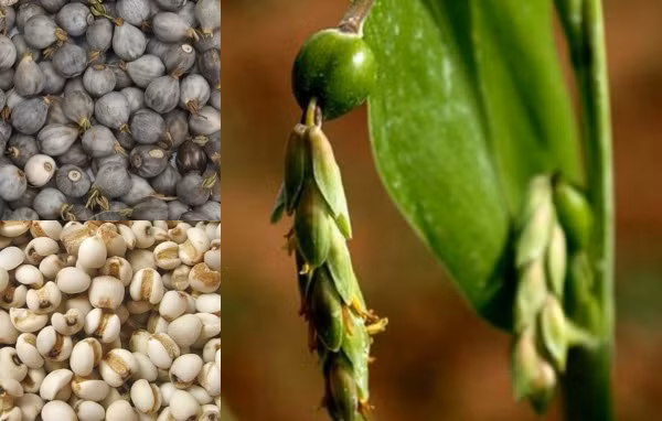 Ý dĩ nhân (nhân quả của cây ý dĩ) có tác dụng trừ tý, chỉ thống, là vị thuốc trị phong thấp rất tốt.