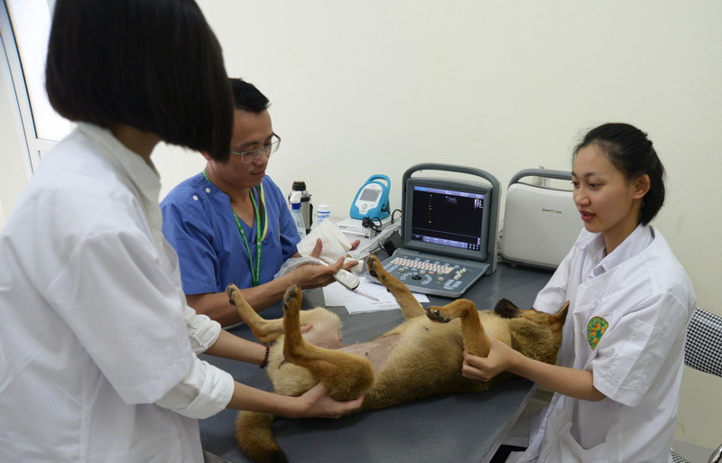 Các bác sỹ khám bệnh cho thú cưng tại Bệnh viện Thú y. Ảnh: Kế Toại Các bác sỹ khám bệnh cho thú cưng tại Bệnh viện Thú y. Ảnh: Kế Toại