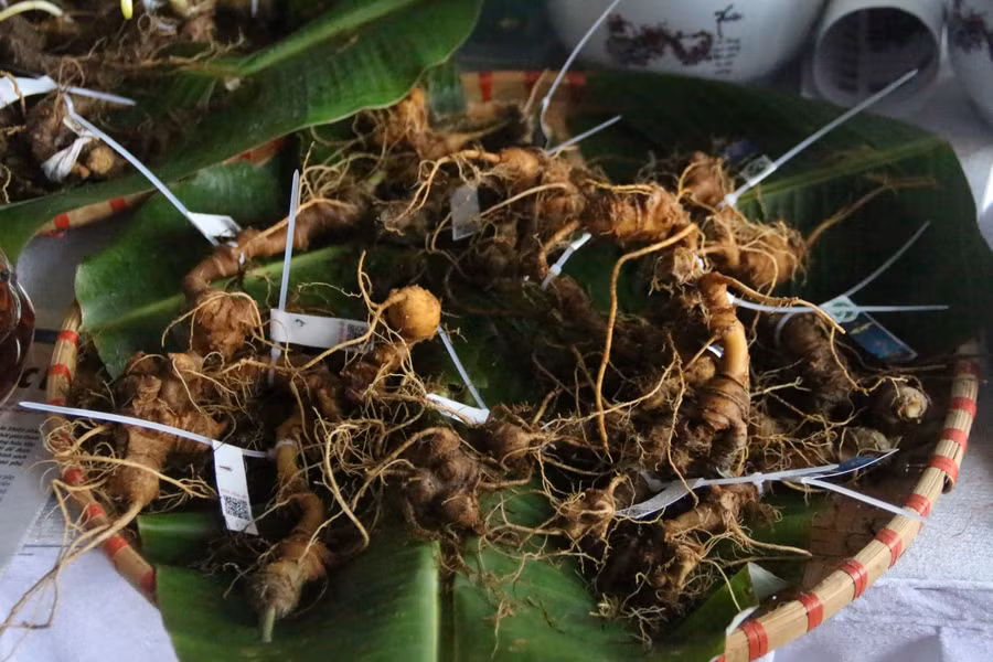 Củ sâm Ngọc Linh được bày bán tại phiên chợ.