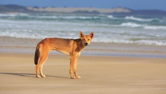 Dingo là loài chó hoang được bảo vệ trên đảo Fraser (Australia). Ảnh: istock.