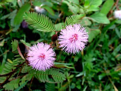 Cây xấu hổ chữa chứng mất ngủ.