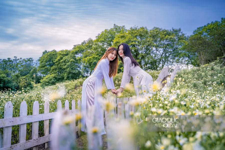 Giới trẻ thích thú chụp ảnh tại vườn cúc họa mi nở sớm nhất Hà Nội ảnh 7