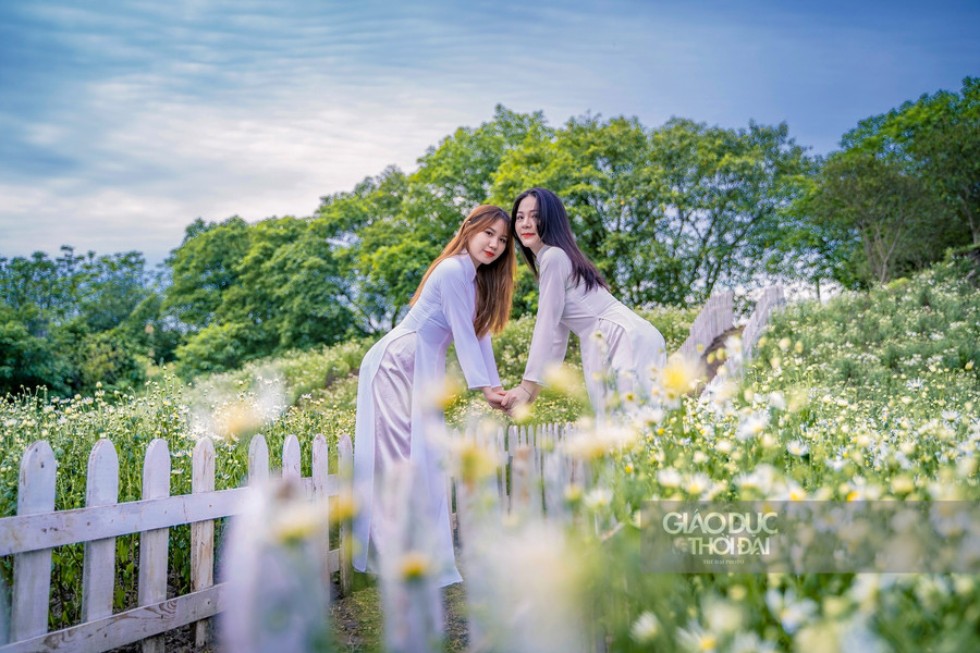 Giới trẻ thích thú chụp ảnh tại vườn cúc họa mi nở sớm nhất Hà Nội ảnh 7 Giới trẻ thích thú chụp ảnh tại vườn cúc họa mi nở sớm nhất Hà Nội ảnh 7