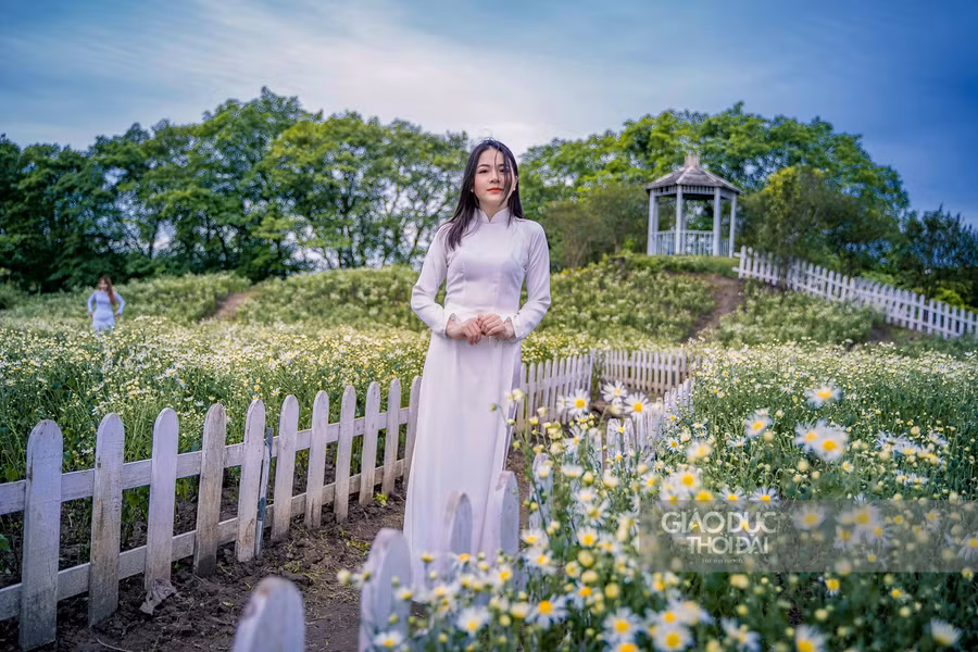 Mới bước vào đầu mùa, những vườn cúc họa mi nở sớm đã nhộn nhịp người chụp ảnh, người ngắm hoa.