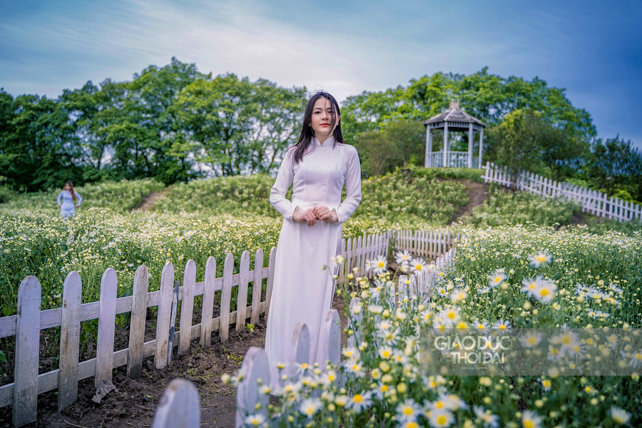 Mới bước vào đầu mùa, những vườn cúc họa mi nở sớm đã nhộn nhịp người chụp ảnh, người ngắm hoa. Mới bước vào đầu mùa, những vườn cúc họa mi nở sớm đã nhộn nhịp người chụp ảnh, người ngắm hoa.
