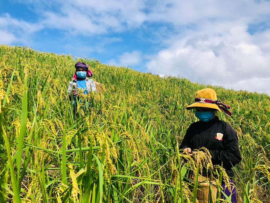Bà con dùng tay để tuốt lúa. Bà con dùng tay để tuốt lúa.
