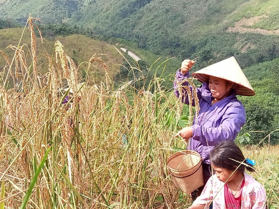 Bà con phấn khởi vì lúa rẫy được mùa. Bà con phấn khởi vì lúa rẫy được mùa.