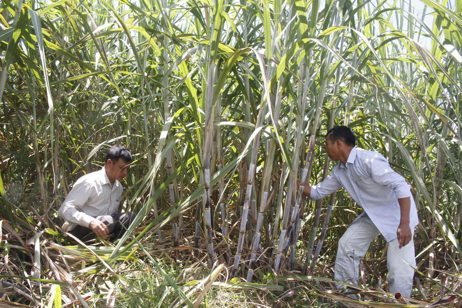 Mô hình trồng mía đường để phát triển kinh tế mang lại hiệu quả cao của nhân dân xã Hoang Thèn (huyện Phong Thổ). Mô hình trồng mía đường để phát triển kinh tế mang lại hiệu quả cao của nhân dân xã Hoang Thèn (huyện Phong Thổ).