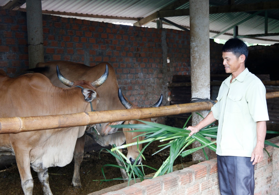 Tổ hợp tác nuôi bò sinh sản của Chi hội CCB khối 2 (thị trấn Đăk Tô, huyện Đăk Tô, Kon Tum) từ ngày thành lập có sự tham gia của 5 thành viên, với tổng số đàn bò hơn 50 con. Tổ hợp tác nuôi bò sinh sản của Chi hội CCB khối 2 (thị trấn Đăk Tô, huyện Đăk Tô, Kon Tum) từ ngày thành lập có sự tham gia của 5 thành viên, với tổng số đàn bò hơn 50 con.