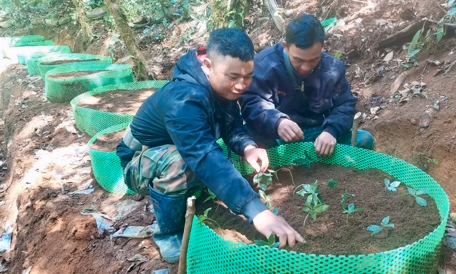 12.000 cây sâm Ngọc Linh được trồng tập trung dưới tán rừng cùng kỹ thuật chăm sóc đặc biệt để đạt tỷ lệ sống cao nhất.